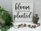 Bloom Where You Are Planted - Wood Sign